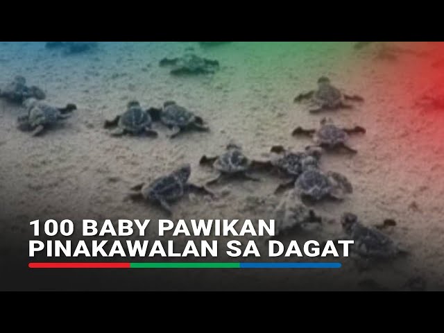 ⁣Mahigit 100 baby pawikan, pinakawalan sa Mati City, Davao Oriental