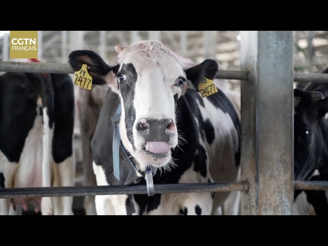 ⁣Un foyer heureux pour les vaches - un ranch intelligent 5G
