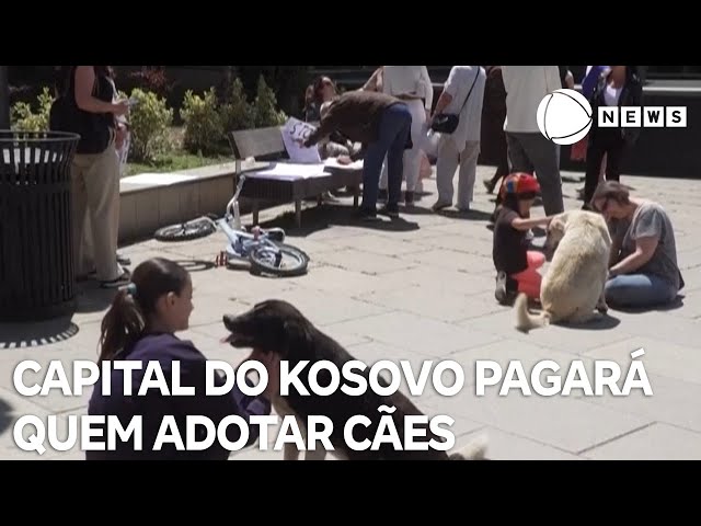 ⁣Capital do Kosovo oferece verba para quem adotar cães