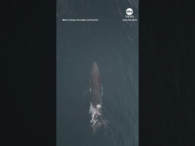 ⁣Drone footage captures mother whale and calf off Gold Coast