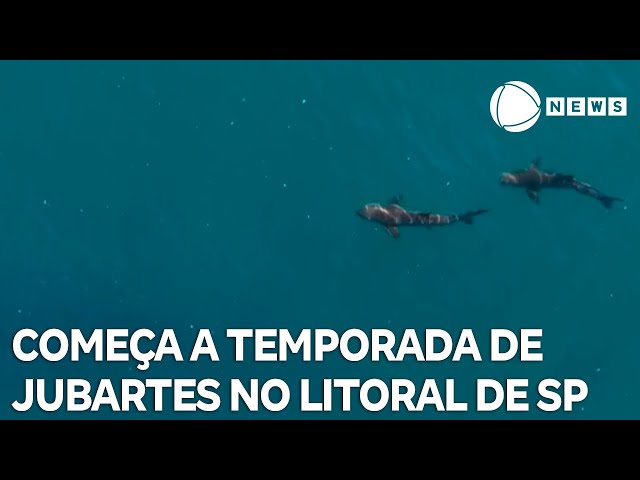 ⁣Começa a temporada de visitas das baleias jubartes ao litoral norte de São Paulo