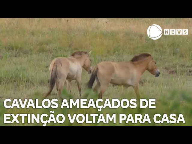 Cavalos ameaçados de extinção são liberados no Cazaquistão