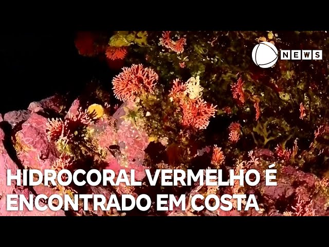 ⁣Hidrocoral vermelho é encontrado na costa chilena