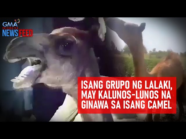 ⁣Isang grupo ng lalaki, may kalunos-lunos na ginawa sa isang camel | GMA Integrated Newsfeed
