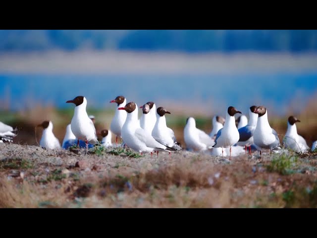 ⁣Over 3,000 relict gulls start breeding in Inner Mongolia