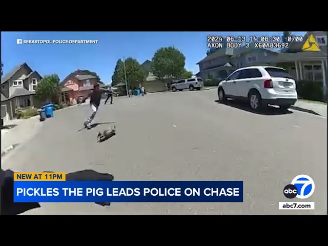 ⁣Police chase after Pickles the pig running through streets of NorCal town