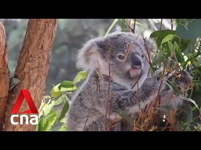 ⁣Survival of Australia's koalas under threat as logging, land clearing delay opening of national