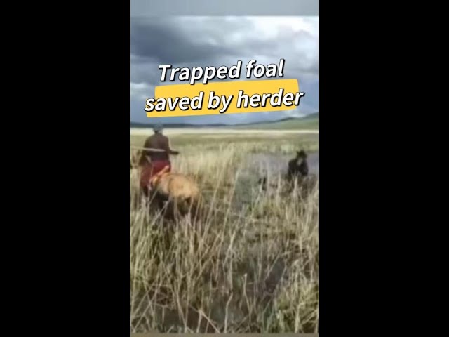 ⁣Trapped foal saved by herder in China's Inner Mongolia