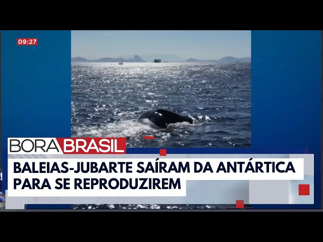 ⁣Espetáculo das baleias-jubarte atrai turistas no RJ | Bora Brasil