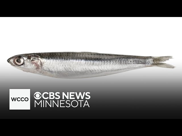 ⁣Eating whole small fish can minimize cancer risk, study says