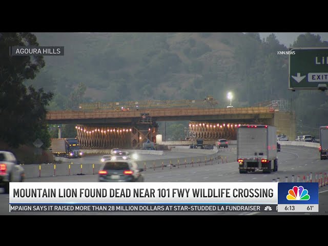 ⁣Mountain lion found dead near 101 Freeway wildlife crossing construction site