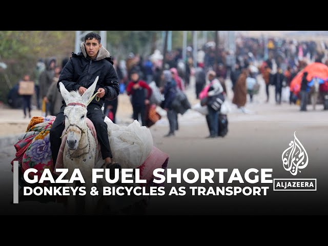 ⁣Fuel shortages in Gaza: People resort to donkeys and bicycles for transport