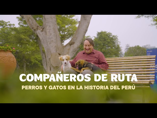 ⁣Sucedió en el Perú: Perros y Gatos (22/06/2024) Promo | TVPerú