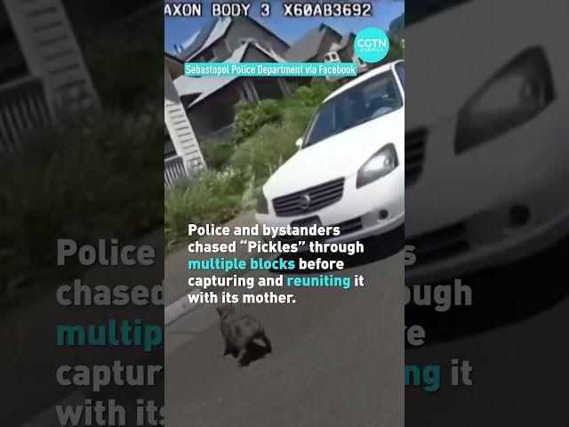 ⁣Piglet leads police on wild chase