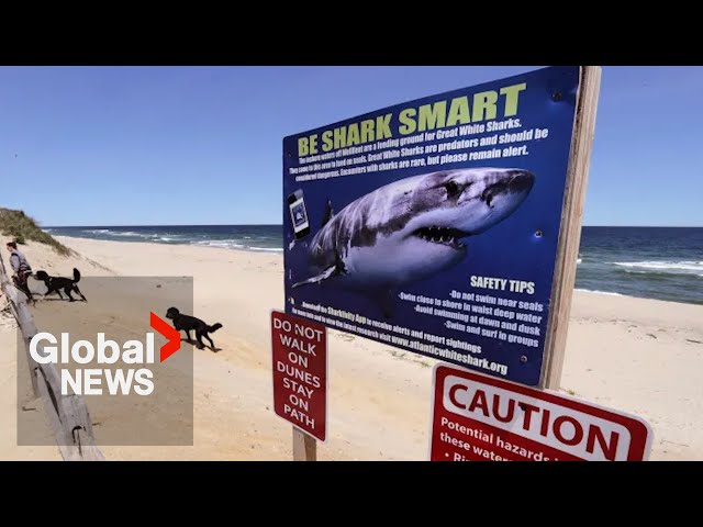⁣Great white shark sightings increasing along Canada’s east coast