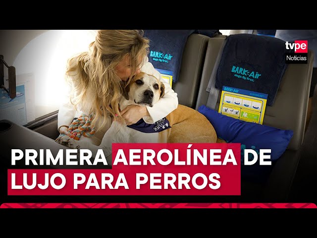 ⁣Air Ladrido: estrenan primera aerolínea de lujo para perritos y sus dueños