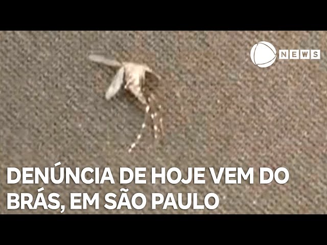 ⁣Record News contra a dengue: denúncia de hoje vem da Mooca, em São Paulo