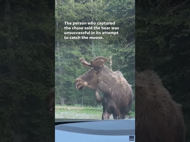 ⁣Watch: Grizzly bear chases moose at Montana campground #Shorts