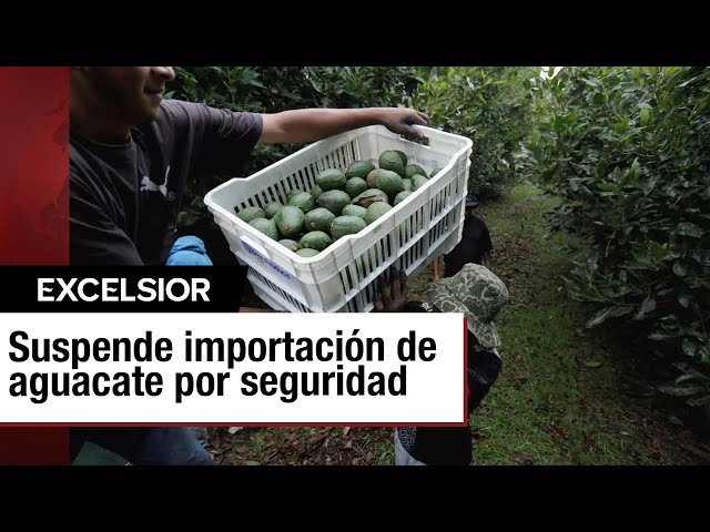 ⁣Estados Unidos suspende importaciones de Aguacate desde Michoacán