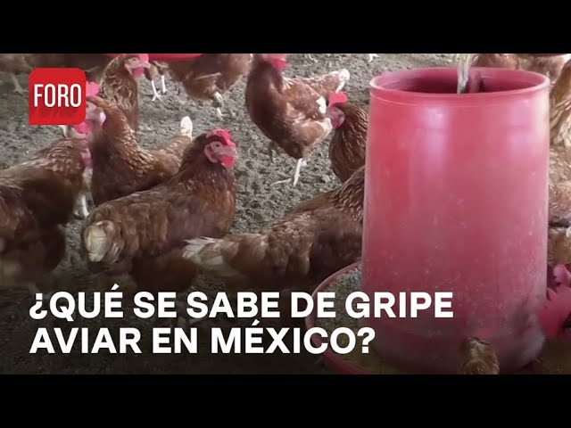 ⁣Gripe aviar en México: Autoridades aún no detectan el origen del contagio - A las Tres