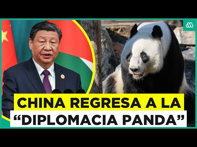 ⁣¿Qué es la diplomacia panda? China envía ejemplares a Estados Unidos y Australia