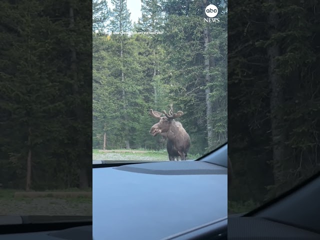 ⁣Moose flees from grizzly bear at Montana campground