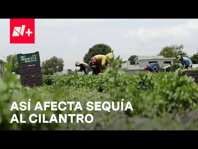 Precio del cilantro: Falta de agua repercute en la producción y la cosecha - En Punto