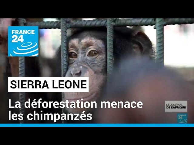 ⁣Sierra Leone : la déforestation menace les chimpanzés • FRANCE 24