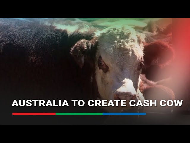 ⁣Australia looks to create cash cow by 'beefing up' exports to China | ABS-CBN News
