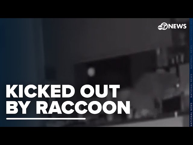 ⁣Texas couple evacuates apartment after raccoons invade through chimney