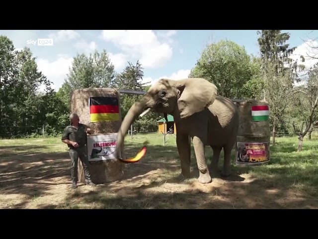 ⁣Elefante prevede vittoria della nazionale tedesca di calcio