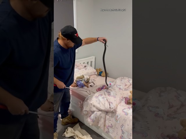 ⁣Snake catcher removes venomous snake from child's bed #shorts