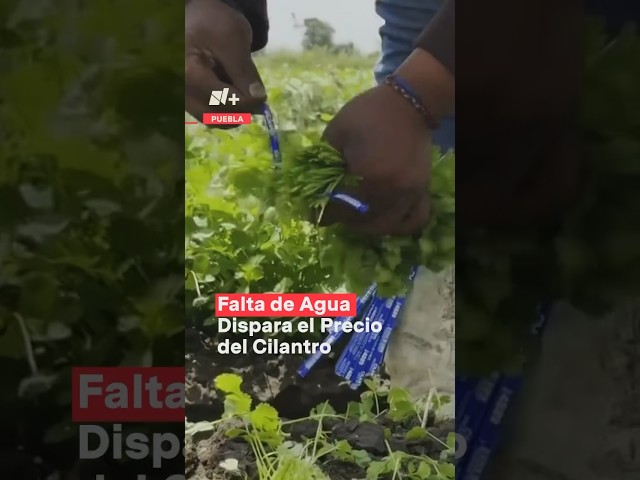 Falta de agua repercute en la producción del cilantro - N+ #shorts