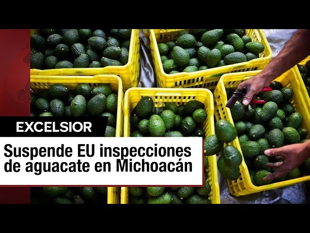 Impacto de la suspensión de inspecciones de aguacate y mango en Michoacán