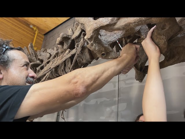 ⁣New dinosaur exhibit opening at UBC