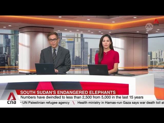 Illicit ivory trade threatens to wipe out South Sudan’s elephants