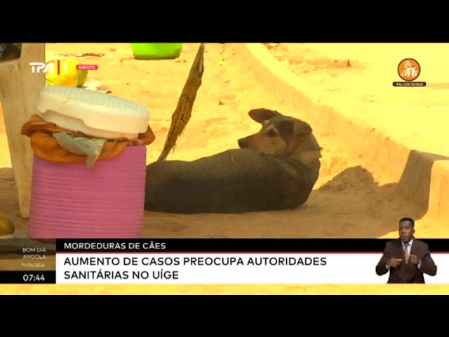 Mordeduras de cães - Aumento de casos preocupa autoridades sanitárias no Uíge