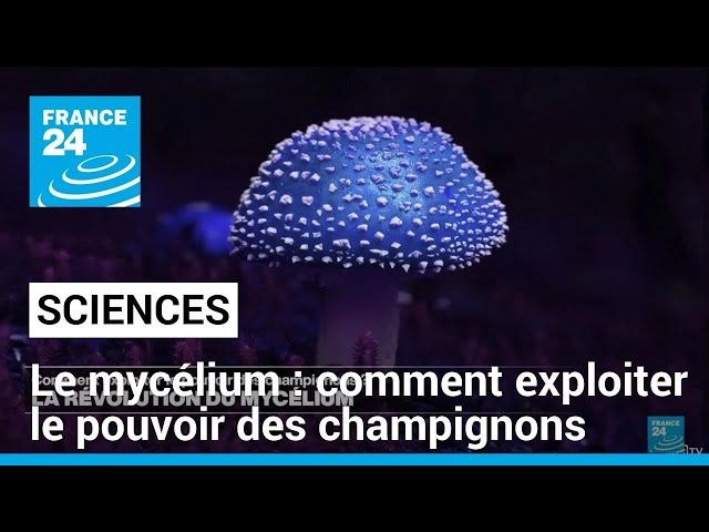 La révolution du mycélium : comment exploiter le pouvoir des champignons • FRANCE 24