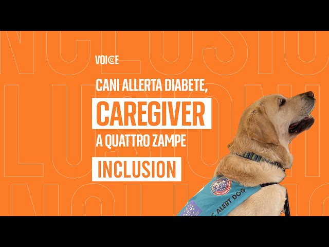 ⁣Voice: cani allerta diabete, quando il caregiver ha quattro zampe