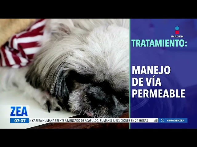 ⁣Enfermedades respiratorias en los perritos, ¿cómo detectarlas y tratarlas? | Noticias con Paco Zea