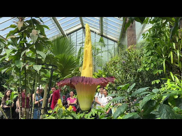 ⁣Rare giant 'corpse flower' blooms at London's Kew Gardens