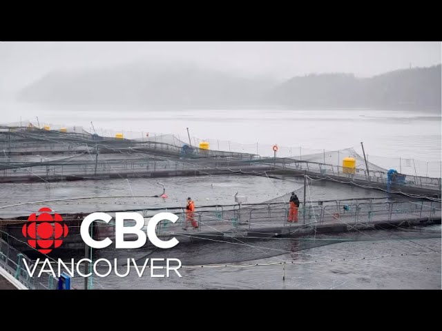 ⁣Feds delay closure of B.C.’s open-net salmon farms until 2029