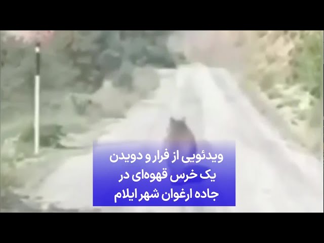 ⁣ویدئویی از فرار و دویدن یک خرس قهوه‌ای در جاده ارغوان شهر ایلام