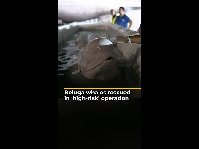 ⁣Beluga whales rescued in ‘high-risk’ operation | AJ #shorts