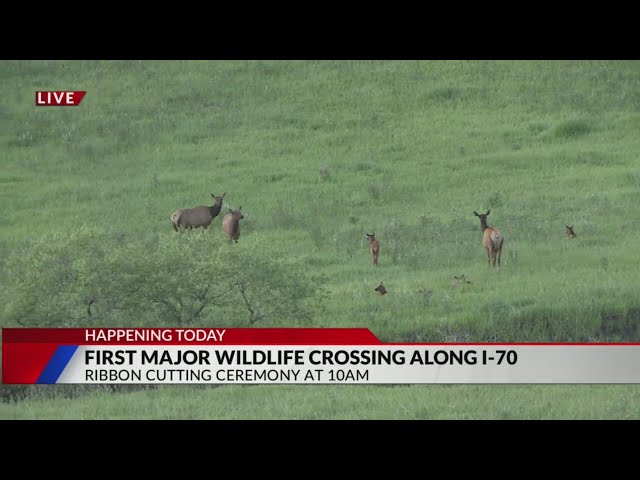 ⁣Wildlife use crossing along I-70