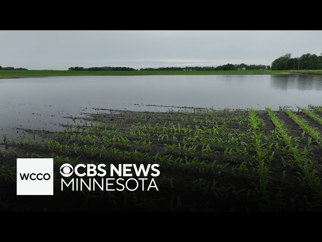 Minnesota farmers dealing with flooded fields