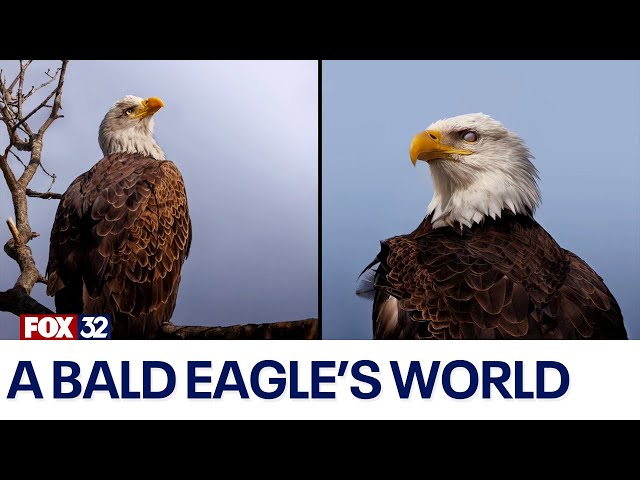 ⁣Inside a bald eagle's world: FOX 32's Michael Majewski takes us to Wisconsin