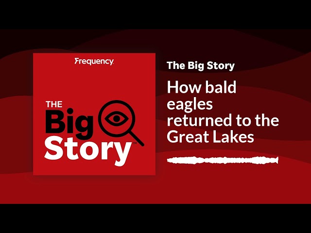 ⁣How bald eagles returned to the Great Lakes | The Big Story