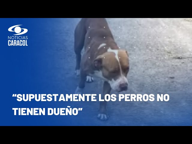 ⁣Temor en Bogotá por ataques perros pitbull agresivos sueltos en la calle