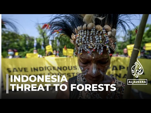 All eyes on Papua campaign: Indonesian environmentalists warn of threat to forest